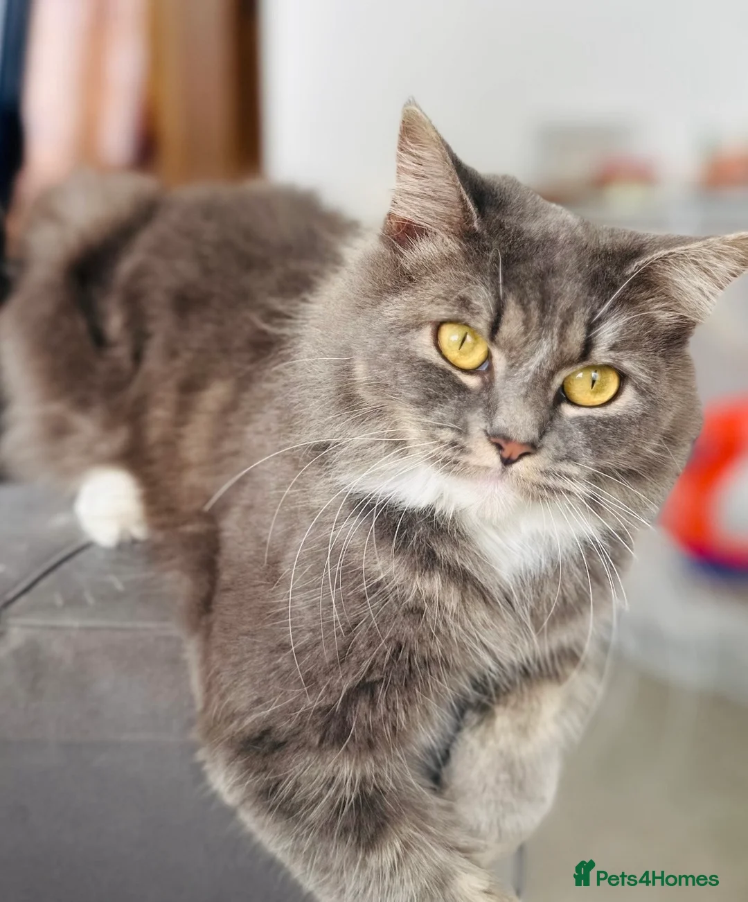 Domestic Shorthair cats for sale: 2 Kittens for sale - Advert 1