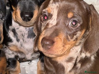 Miniature Dachshund dogs Absolutely stunning miniature KC reg Dachshund’s - Advert 4