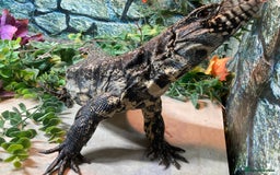Lizard reptiles for sale: Stunning black and white tegu female - Image 10