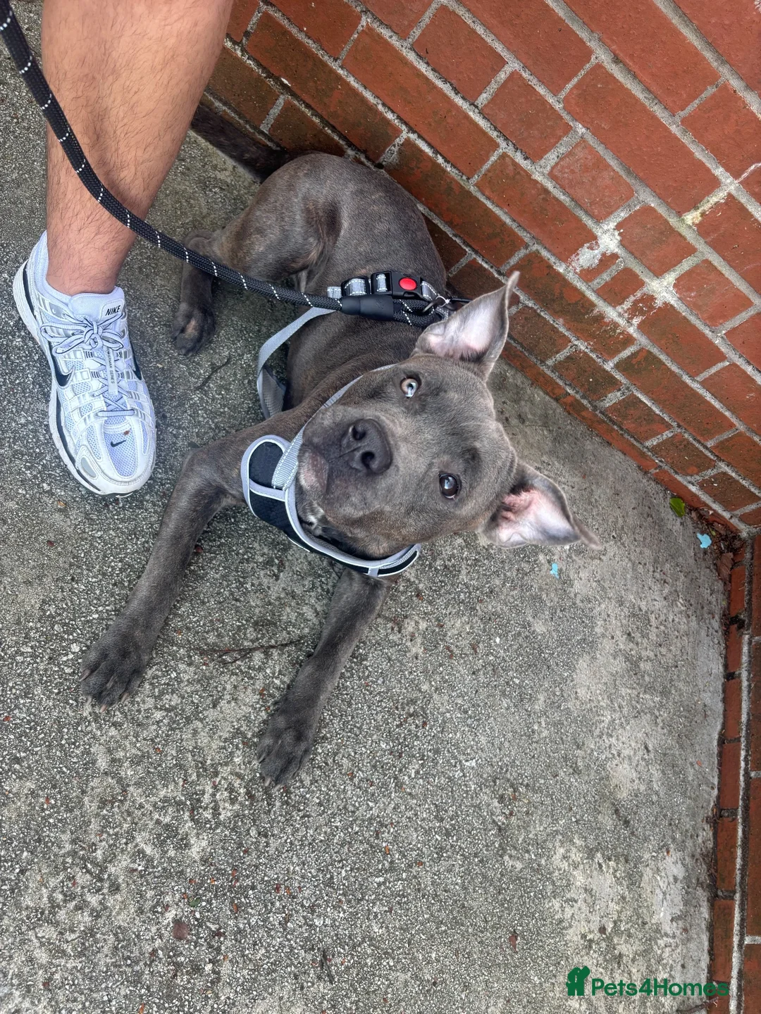 Staffordshire Bull Terrier dogs for sale: One year old Staffy - Advert 2