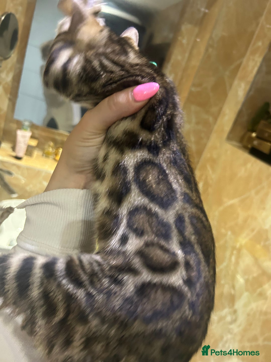 Bengal cats for sale: Champion bloodline Bengal kittens - Advert 2