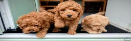 Cockapoo dogs for sale: cockapoo small miniature / toy  - Advert 1