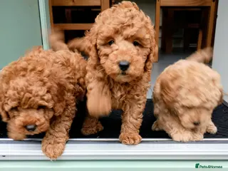 Cockapoo dogs cockapoo small miniature / toy - Advert 13