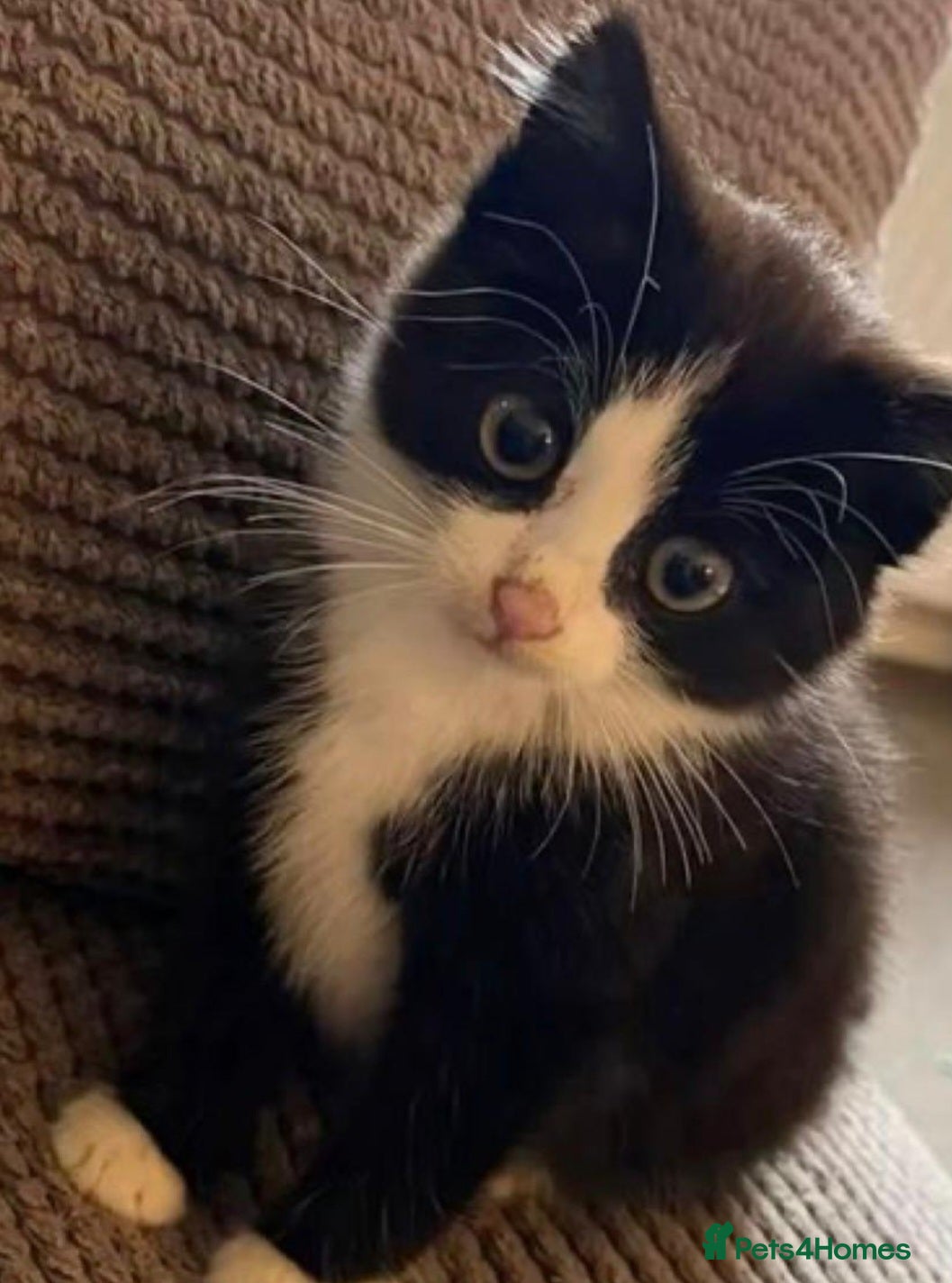 Mixed Breed cats little kitten - Advert 1