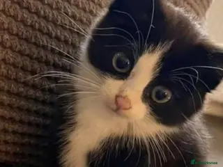 Mixed Breed cats little kitten - Advert 1