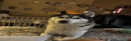 Siberian Husky dogs for sale: Male Siberian husky - Advert 3