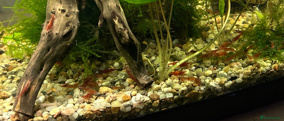 Shrimps fish for sale: Cherry shrimp (Neocaridina) - Advert 1