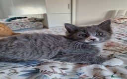 British Shorthair cats for sale: Half British Shorthair half fluffy  - Image 12
