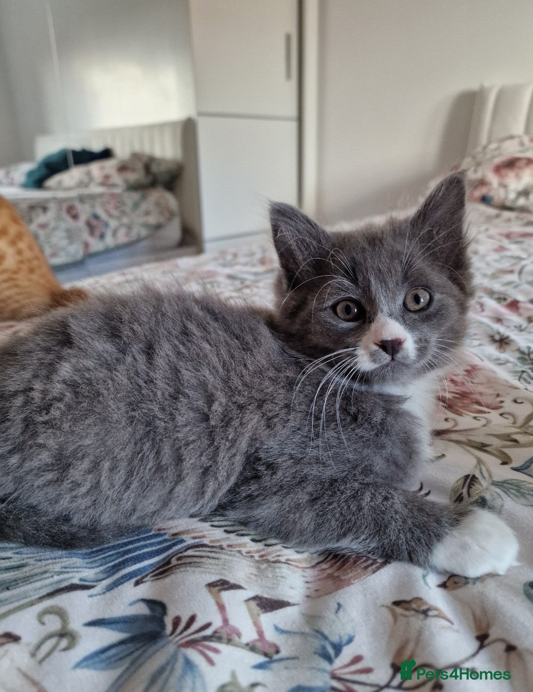 British Shorthair cats for sale: Half British Shorthair half fluffy  - Image 12