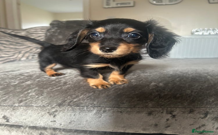 Miniature Dachshund dogs - Advert 4