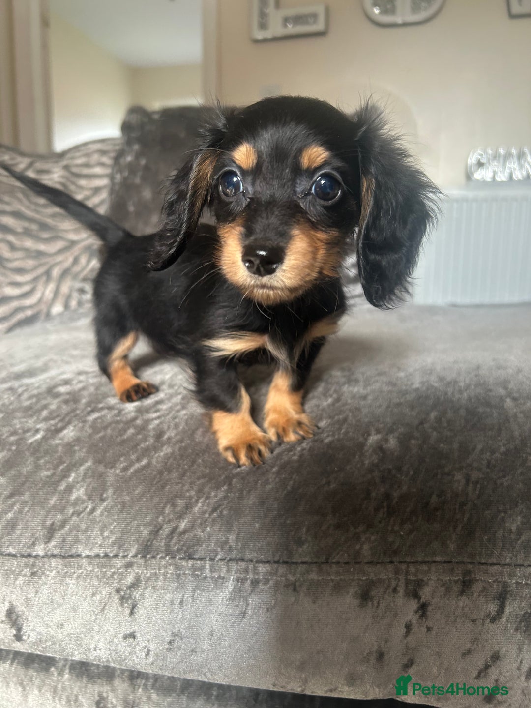Miniature Dachshund dogs for sale: Miniature daschund puppies  - Image 1