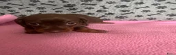 Dachshund dogs for sale: 🐾 Gorgeous Mini Dachshund Puppies-Come meet them! - Advert 4