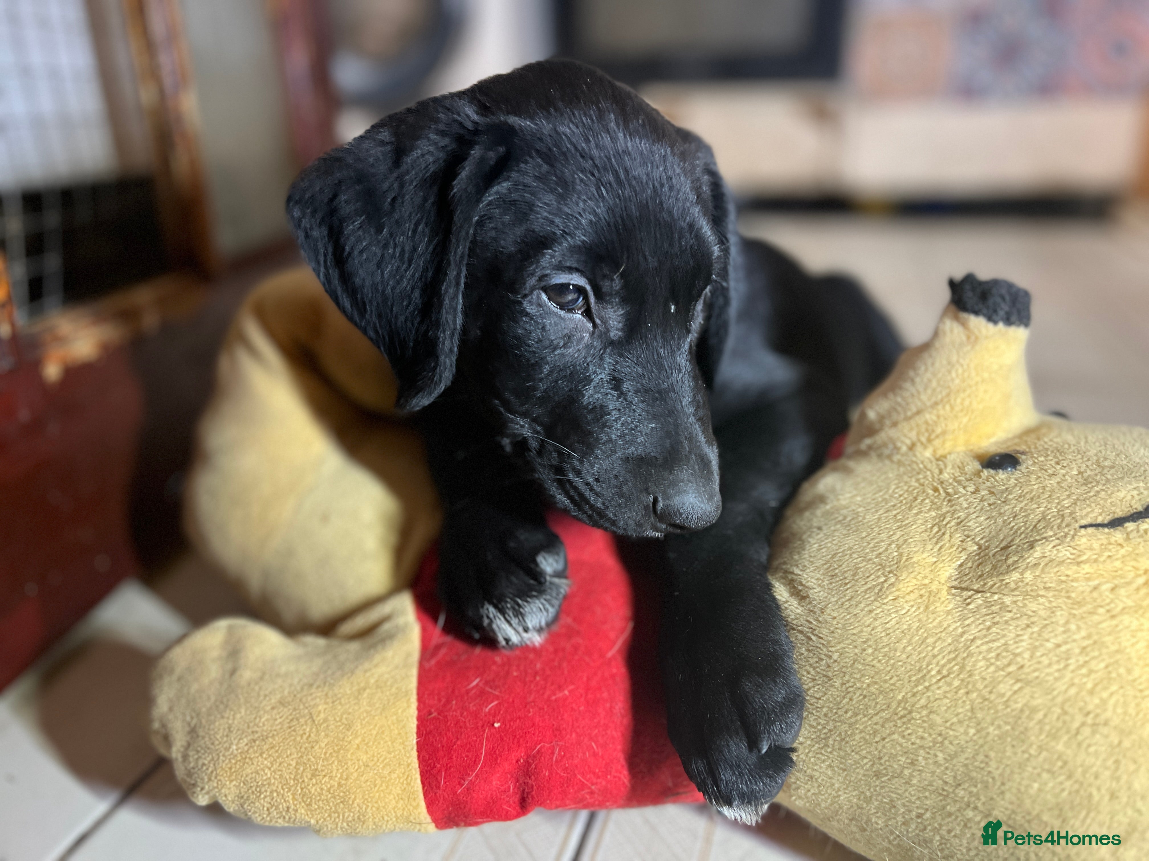 Borador dogs Most Intelligent BORADOR Puppies, Healthy, Happy  - Advert 11