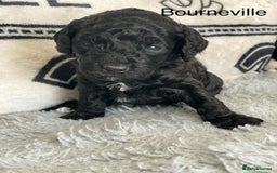 Cockapoo dogs for sale: F1b cockapoo ready to leave now last girl left - Image 28