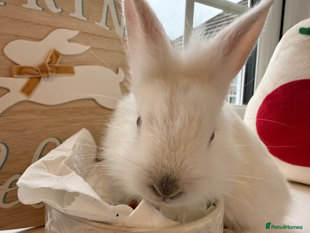 Mixed Breed rabbits for sale: Lion Head x Polish kits for sale (Mixed)  - Advert 12