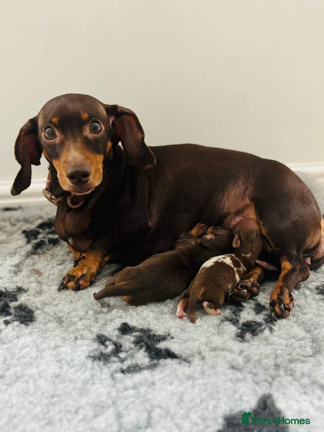 Miniature Dachshund dogs for sale: Miniature Dachshund Chocolate and Tan Girl - Advert 5