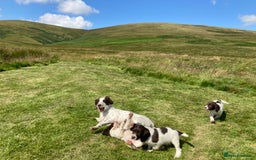 English Springer Spaniel dogs for sale: English Springer Spaniel Pups  - Image 28