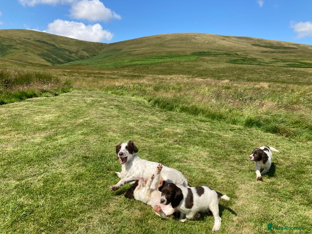 English Springer Spaniel dogs for sale: English Springer Spaniel Pups  - Image 28