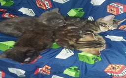 Mixed Breed cats for sale: Kittens for sale  - Image 2