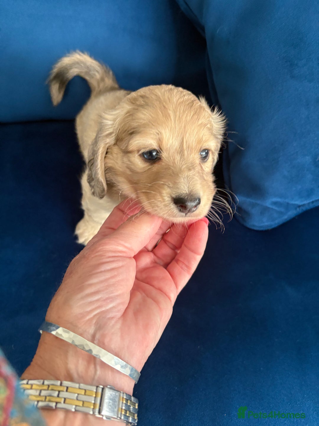 Dachshund dogs for sale: Miniature long haired dachshund pups KC registered - Image 16