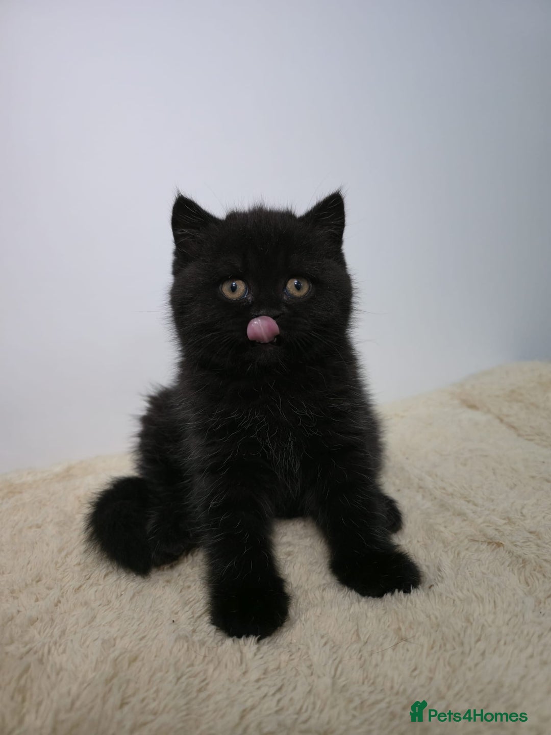 British Shorthair cats for sale: Gorgeous British Shorthair & Longhair Kittens - Advert 9