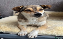 Mixed Breed dogs for adoption:  Lovely little Nora is ready for her forever home - Image 1