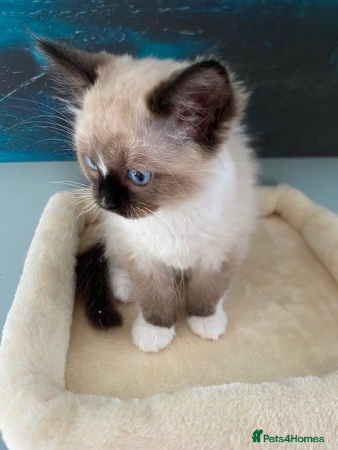 Ragdoll cats TICA REGISTERED PUREBRED RAGDOLL KITTENS AVAILABLE - Advert 16