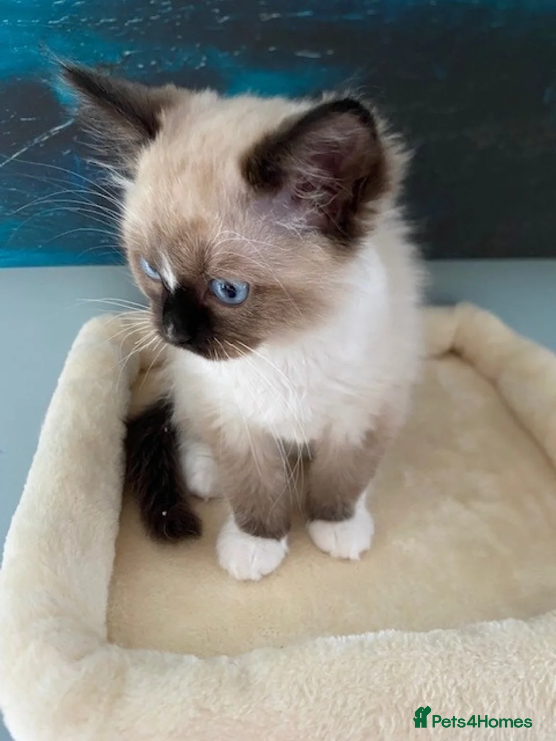 Ragdoll cats for sale: TICA REGISTERED PUREBRED RAGDOLL KITTENS AVAILABLE - Advert 1