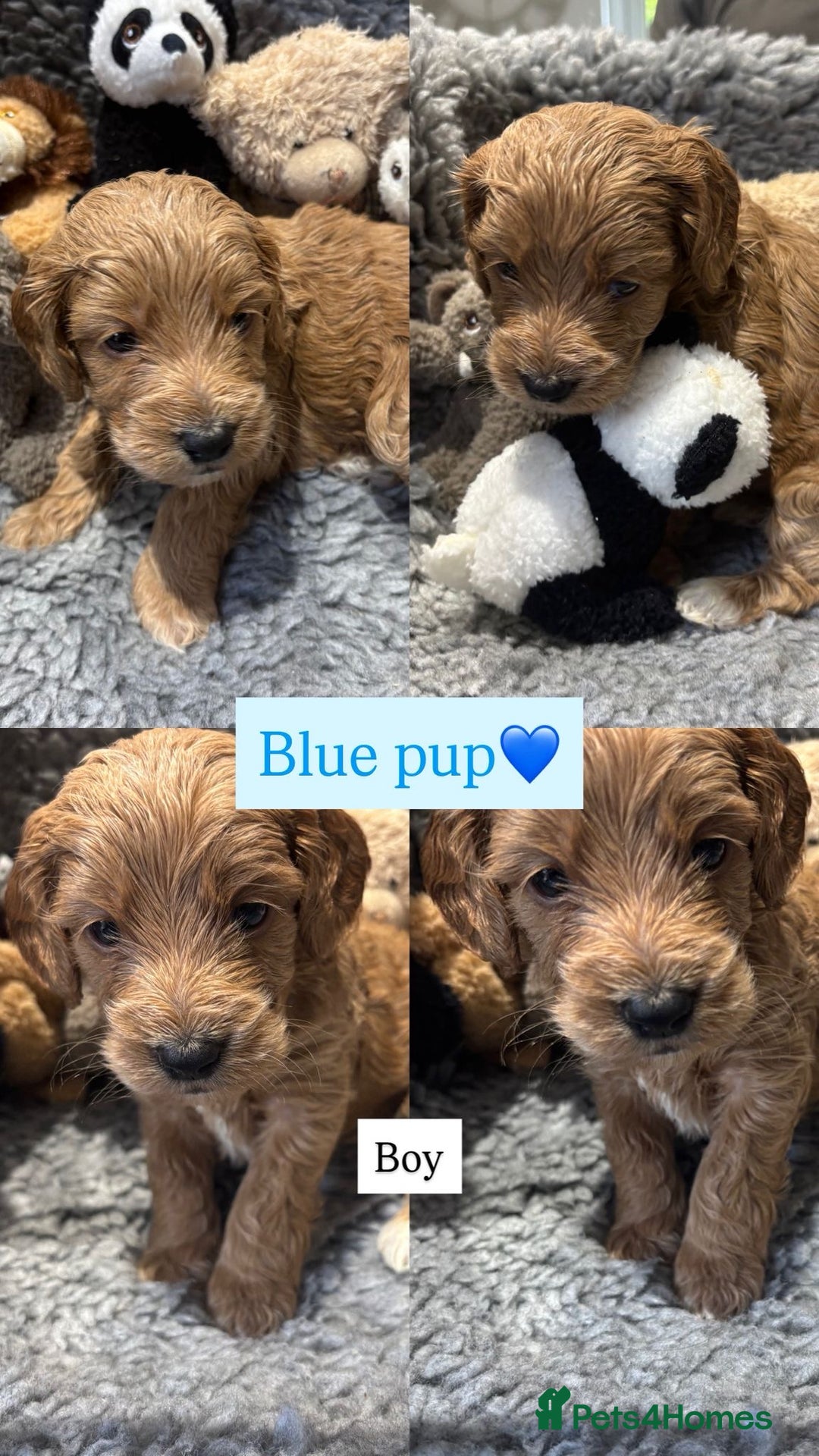 Cockapoo dogs for sale: Cockapoo’s 6 boys 2 girls  - Image 8