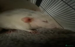 Rat rodents for sale: Rats and Cage - Image 6