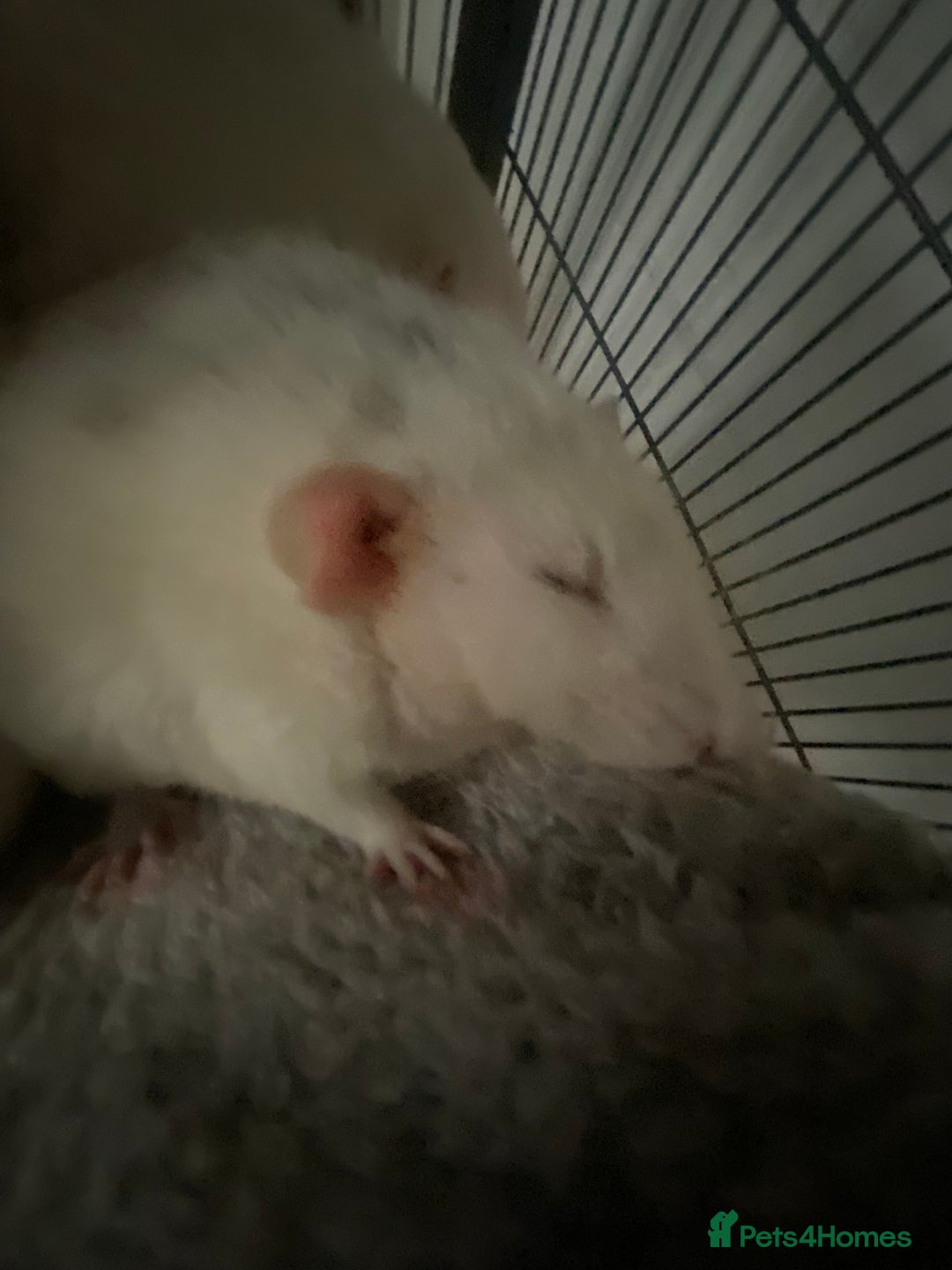 Rat rodents for sale: Rats and Cage - Image 6
