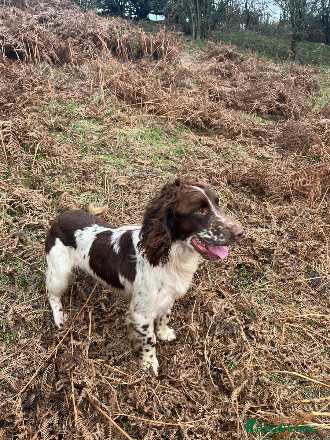 English Springer Spaniel dogs for sale: Springer spaniel puppies - Image 5