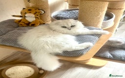 Scottish Fold cats for sale: Scottish Kittens – Fold & Straight – Ready Now - Image 29