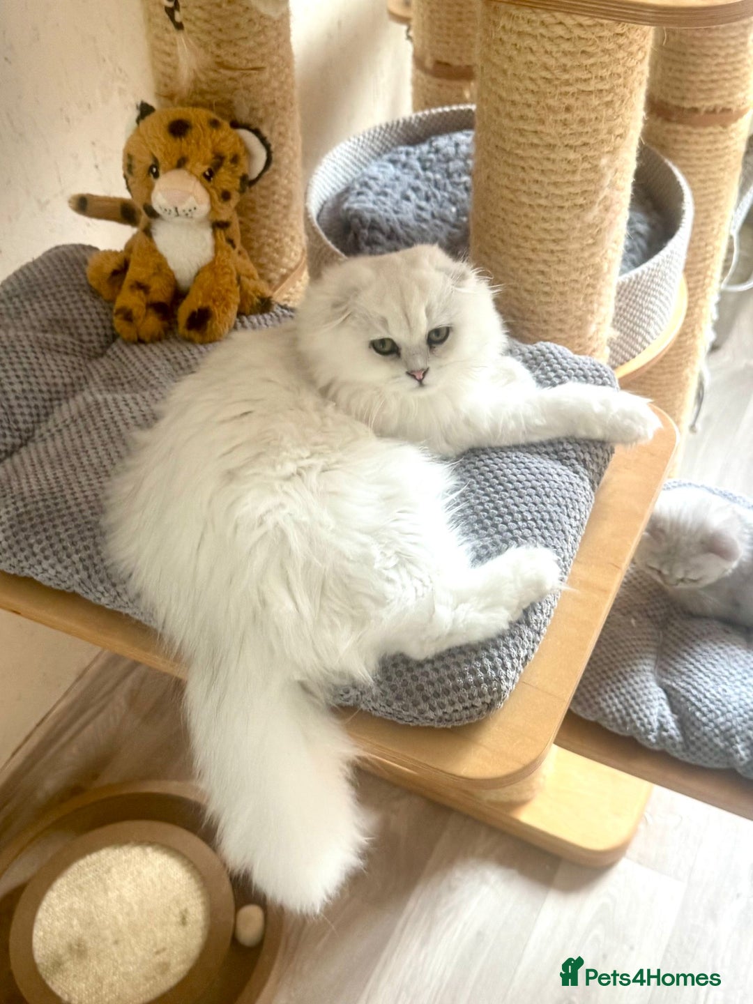 Scottish Fold cats for sale: Scottish Kittens – Fold & Straight – Ready Now - Image 29