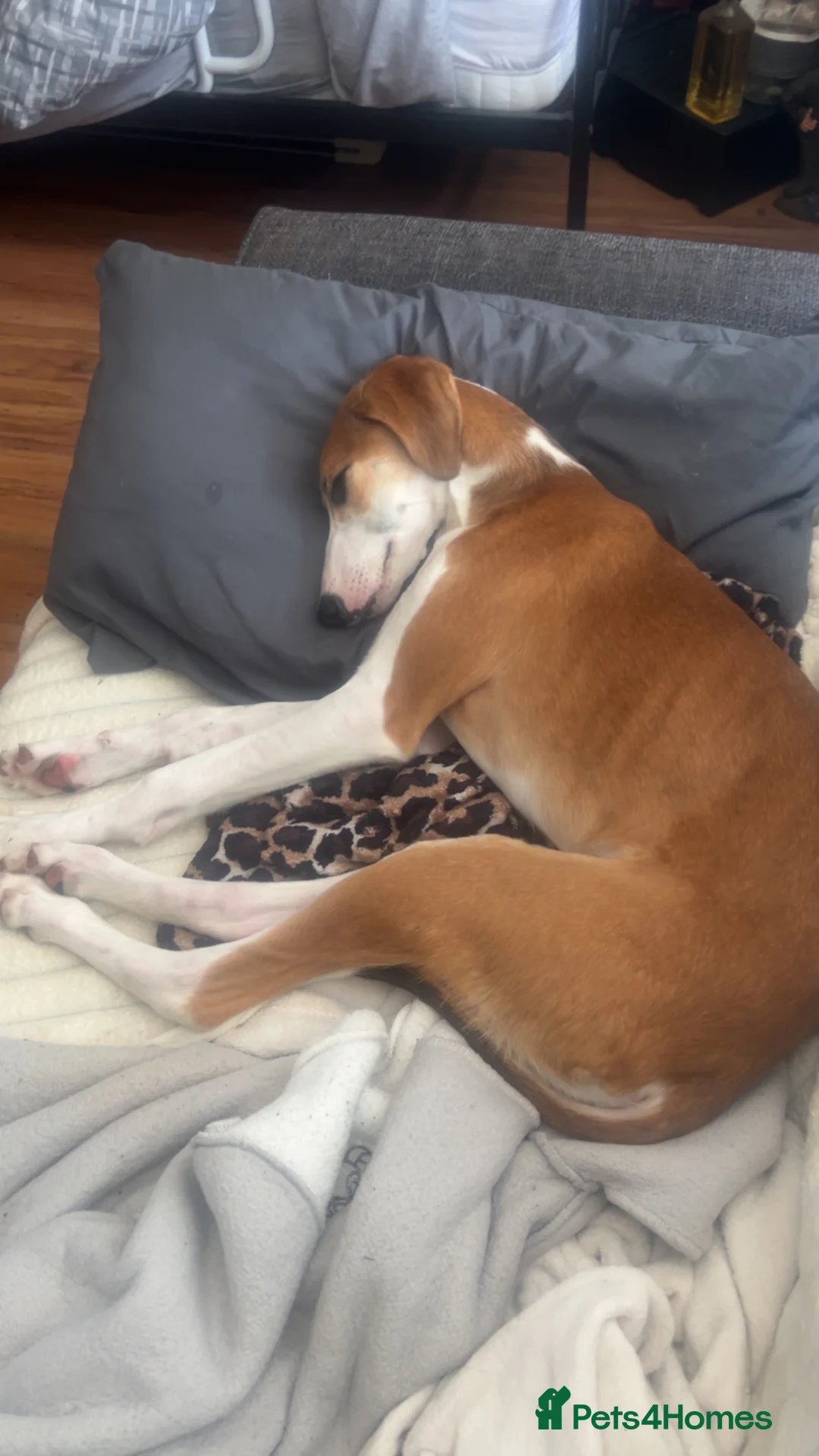 Saluki dogs for sale: Maisie in Havant - Advert 2