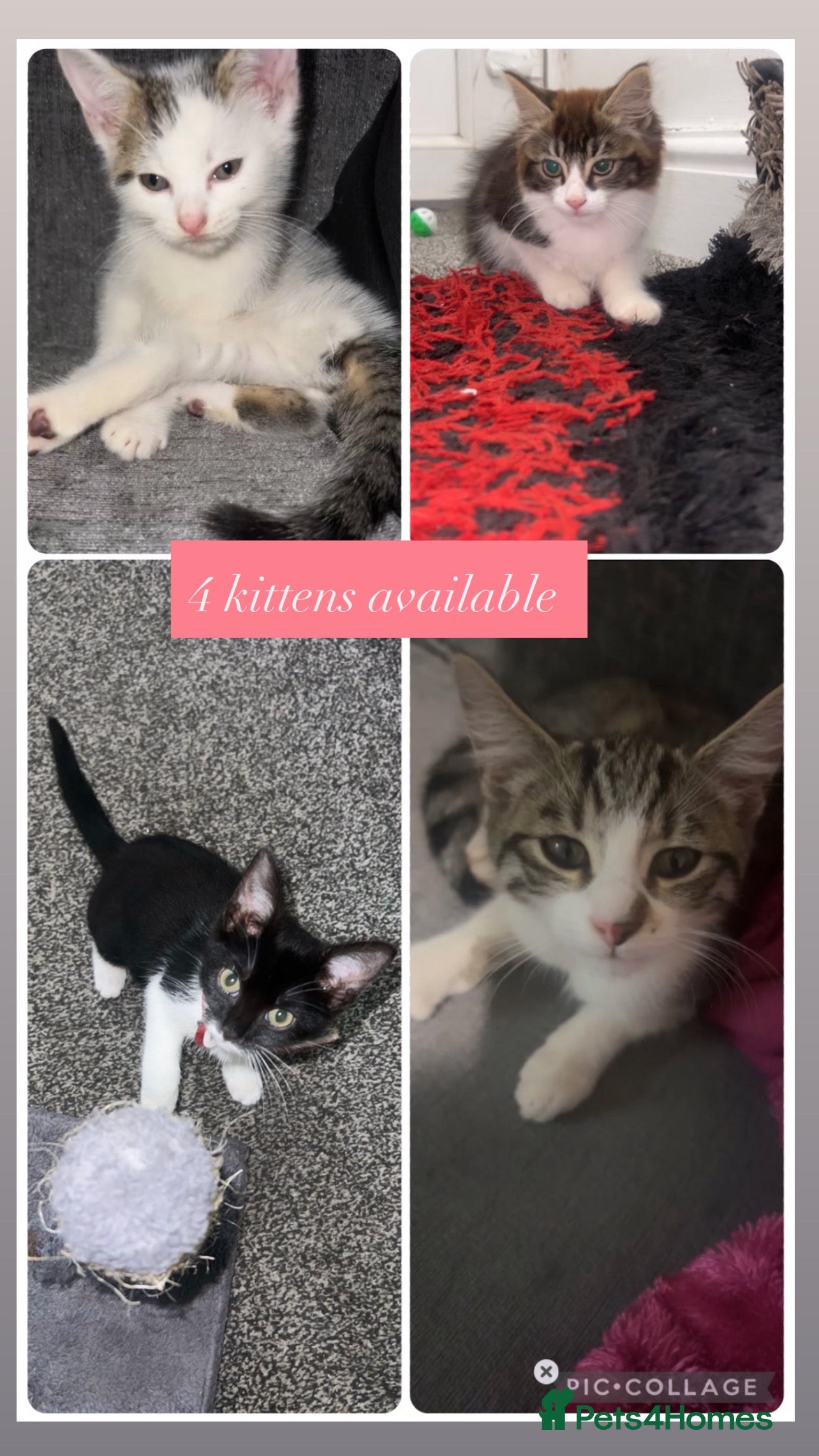 Mixed Breed cats kitten - Advert 4