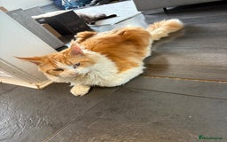 Maine Coon cats for sale: Mainecoon kittens - Image 10