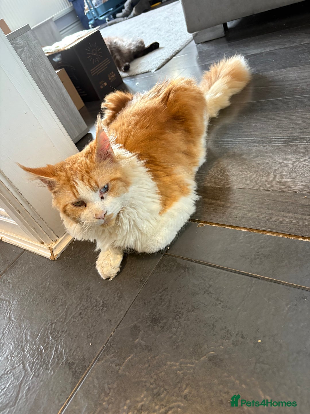 Maine Coon cats for sale: Mainecoon kittens - Image 10