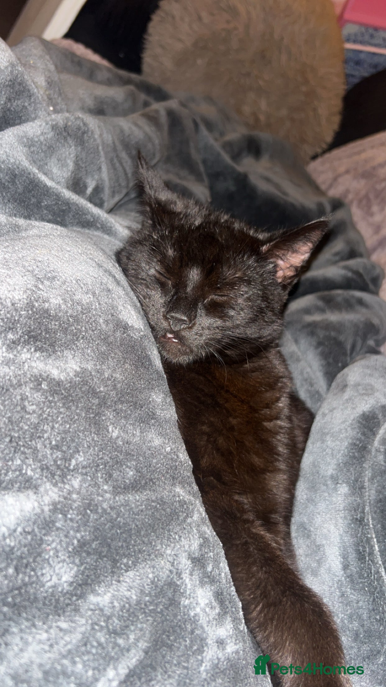 Bombay cats Black Cat for sale  - Advert 4