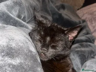 Bombay cats Black Cat for sale - Advert 6