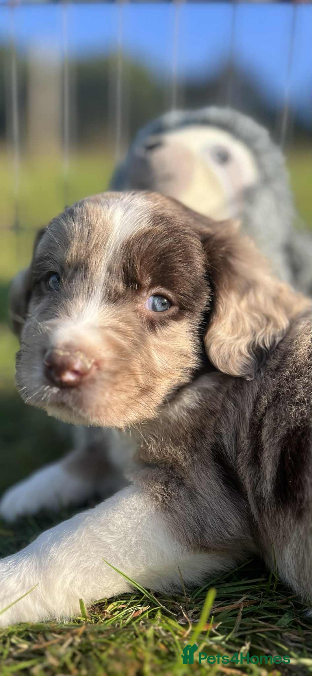 Sprollie dogs for sale: Beautiful Unique Sprollie Puppies - Image 21
