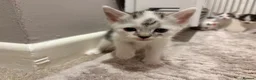 Mixed Breed cats for sale: Beautiful Kittens for sale in Reading - Advert 9