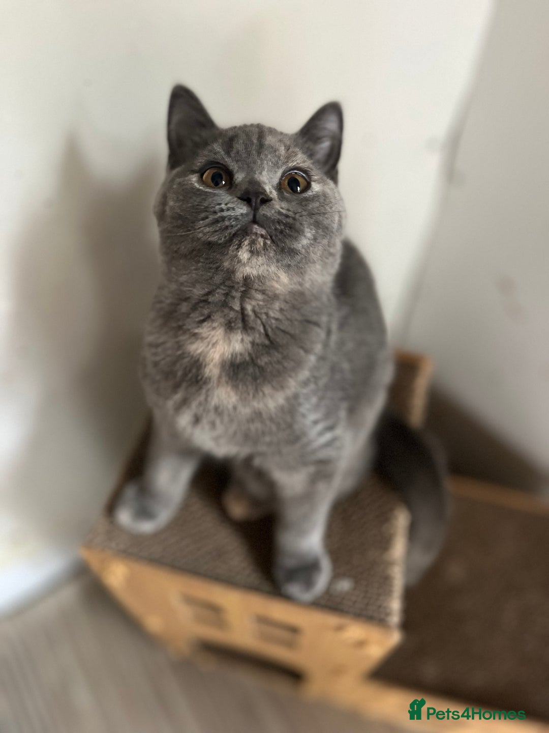 British Shorthair cats for sale: Gccf British Shorthairs  - Image 2