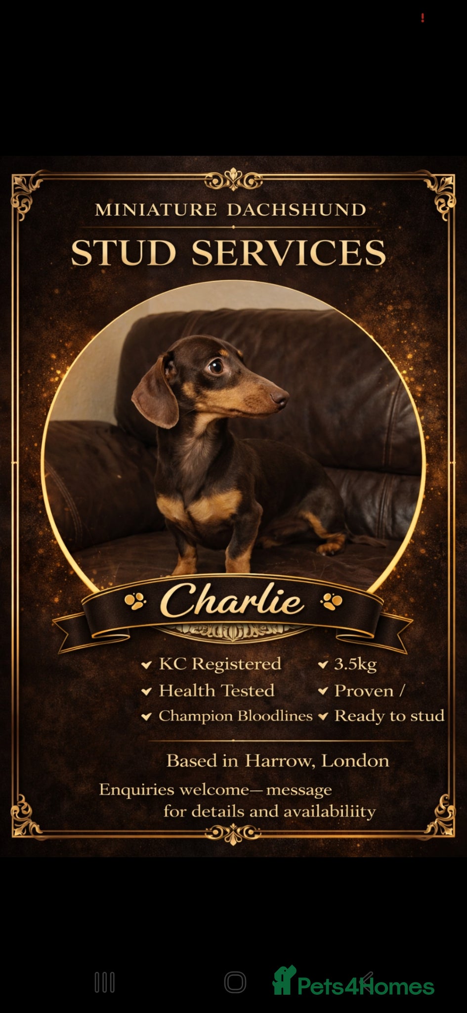 Miniature Dachshund dogs Experienced Choc & Tan Mini - KC Reg & DNA CLEAR - Advert 6