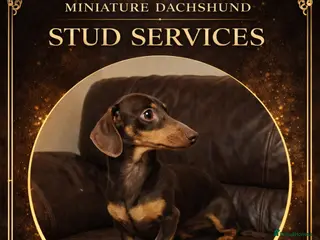 Miniature Dachshund dogs Experienced Choc & Tan Mini - KC Reg & DNA CLEAR - Advert 6
