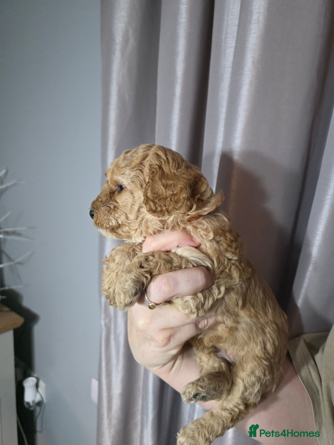 Cockapoo dogs for sale: Cockapoo puppies   - Advert 5