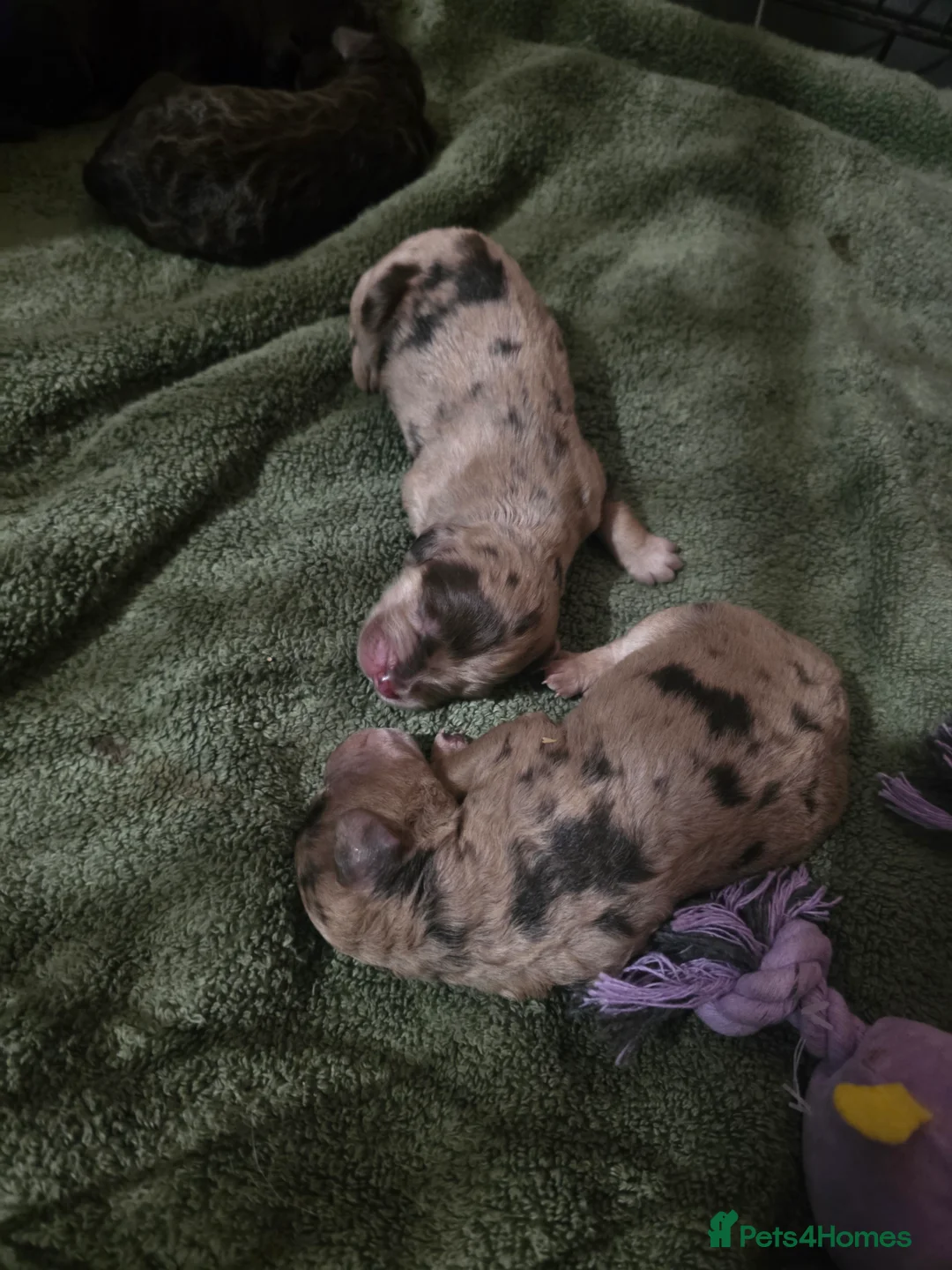 Cockapoo dogs for sale: 🍫 Meet Our Chocolate-Inspired Cockapoo Cuties 🍫 in Stoke-on-Trent - Advert 17