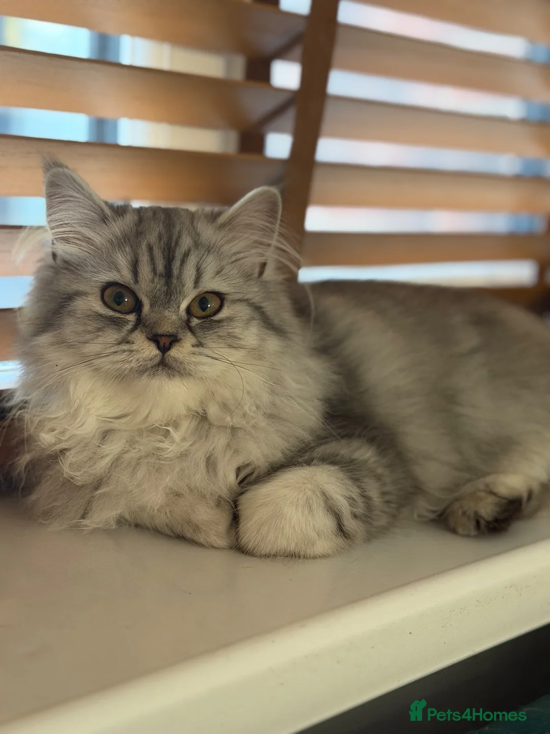 Persian cats for sale: Beautiful Silver White Doll Face Persian Kittens - Advert 2