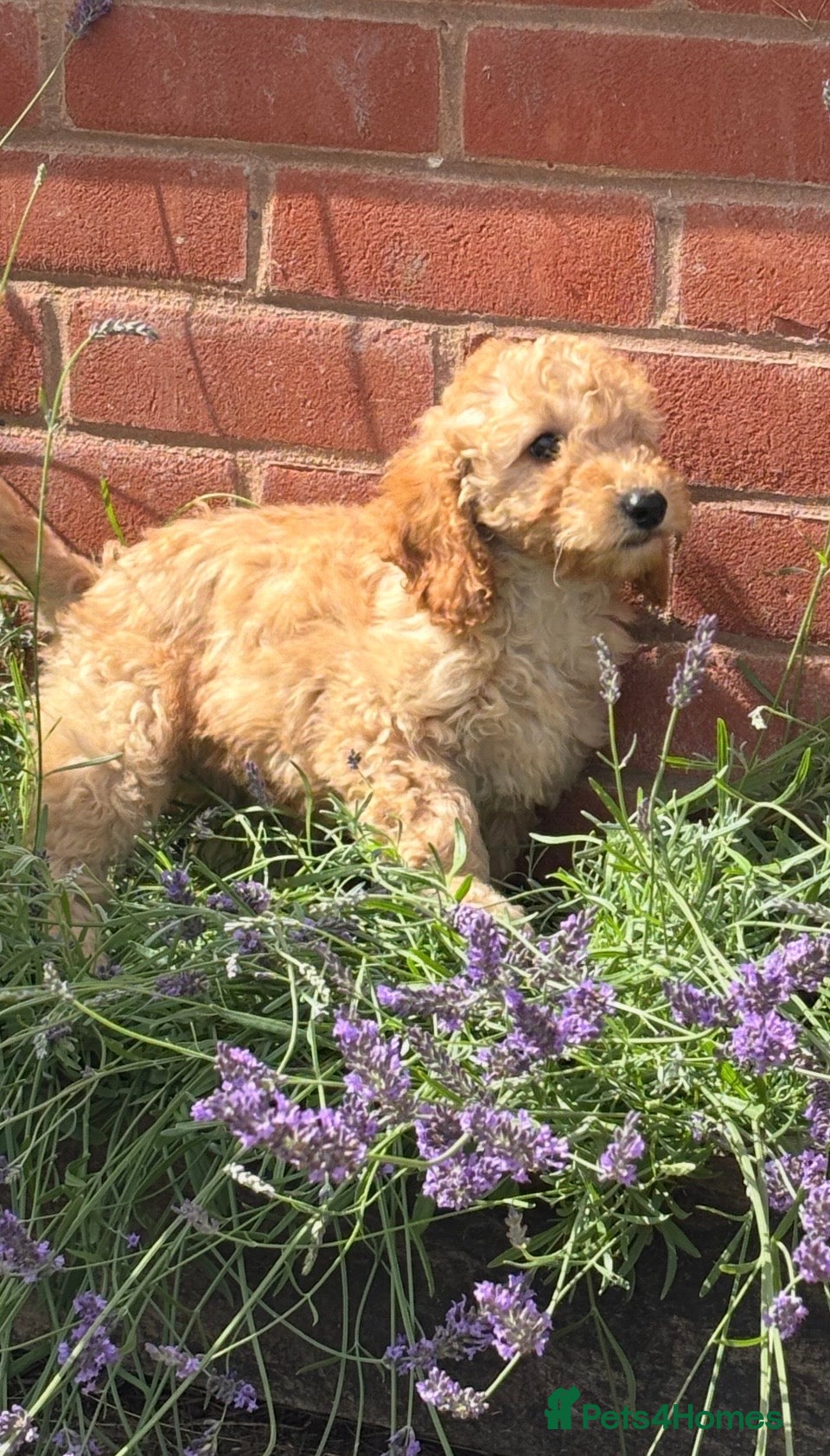 Miniature Poodle dogs Last two KC registered miniature poodles  - Advert 2