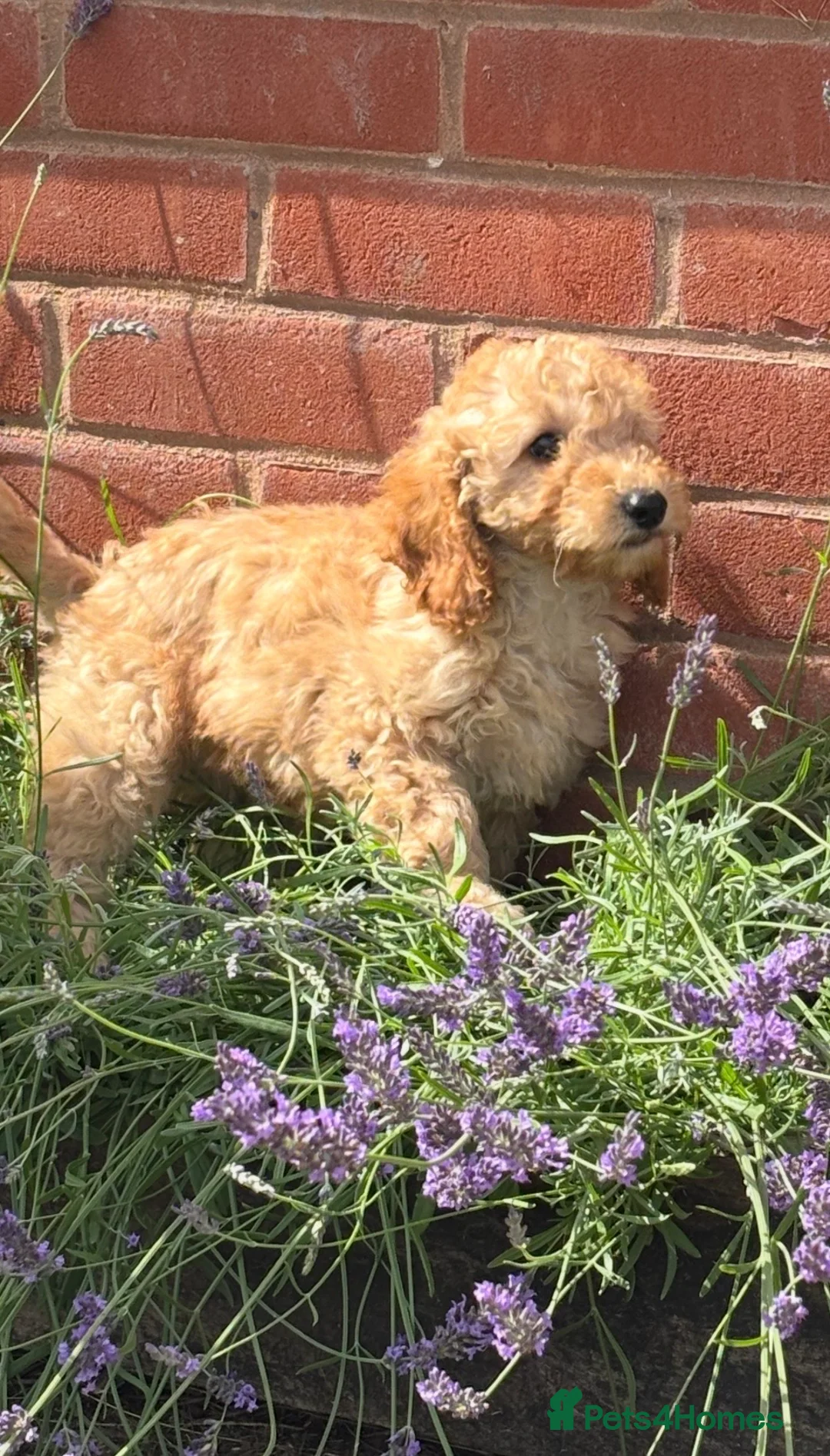 Miniature Poodle dogs for sale: Last two KC registered miniature poodles  - Advert 2